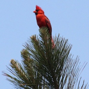 Inspiring story of red cardinal who brings message of peace