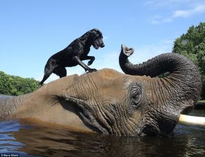 Inspiring story of Bella and Bubbles at the Myrtle Beach Safari 
