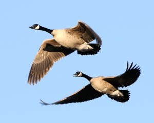 Canadian Geese in a V formation