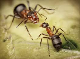 Humorous story of The Great Ant War
