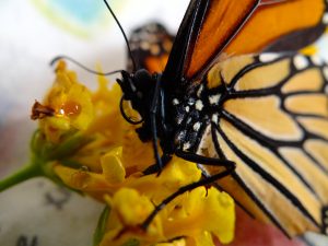 The inspiring story of what one woman learns from this injured Monarch Butterfly