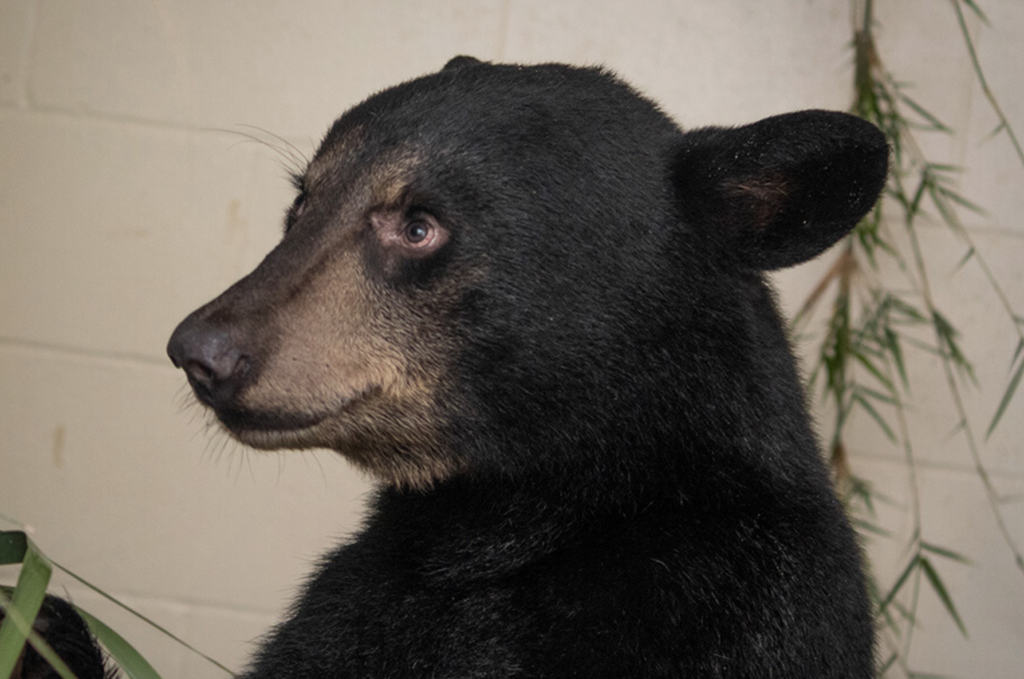 Brevard Zoo finds a home for Florida black bears